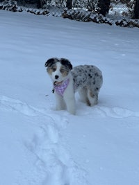 a small dog in the snow wearing a pink bandana