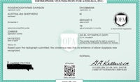 a certificate issued by the apo foundation for animals, inc