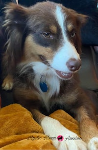 a brown and white dog laying on a couch